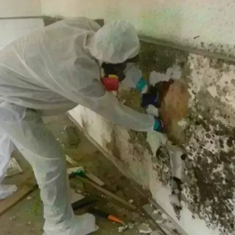 Mold Remediation and Removal in Shelby, AL